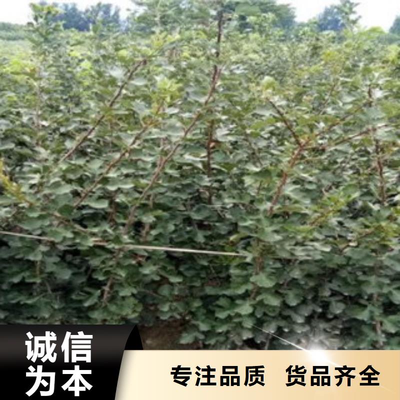 山楂树苗大型厂家