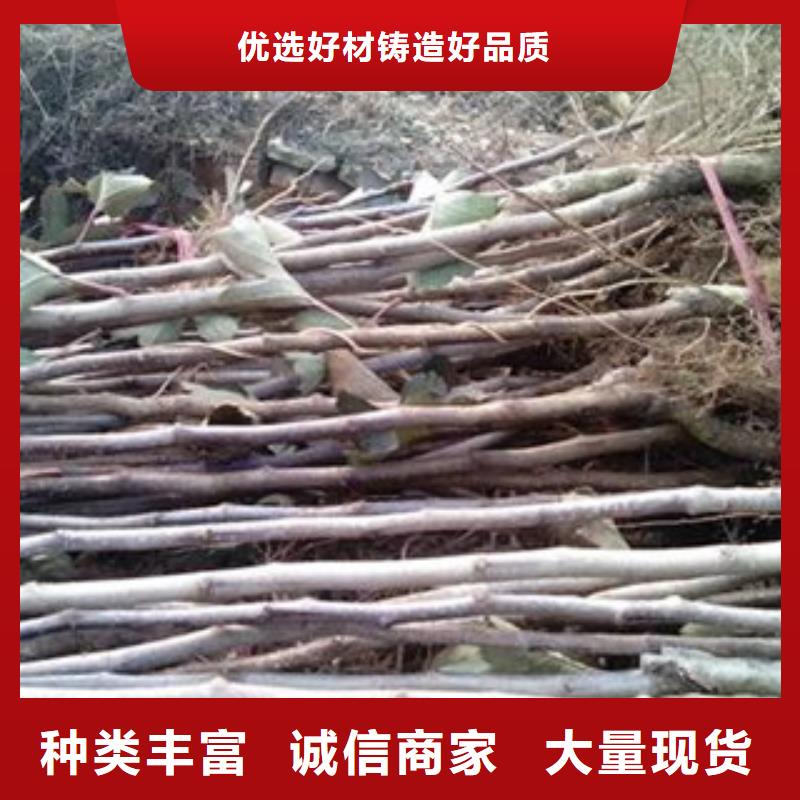 生产山楂树苗_厂家/供应