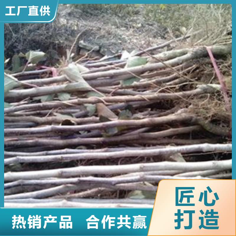 山楂树苗质量好的厂家