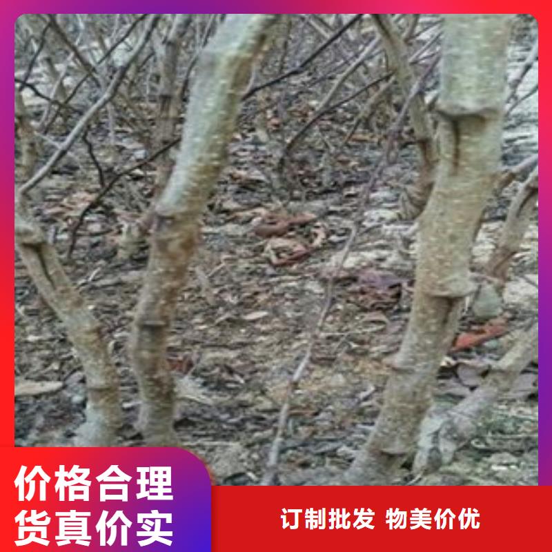 甄选：山楂树苗供应商