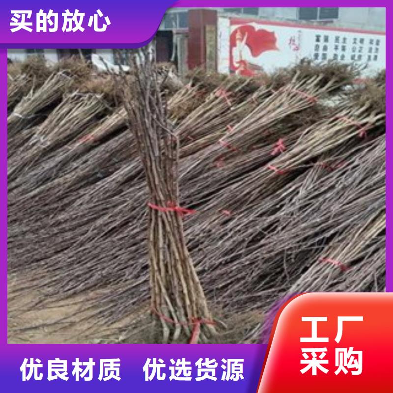批发山楂树苗的厂家
