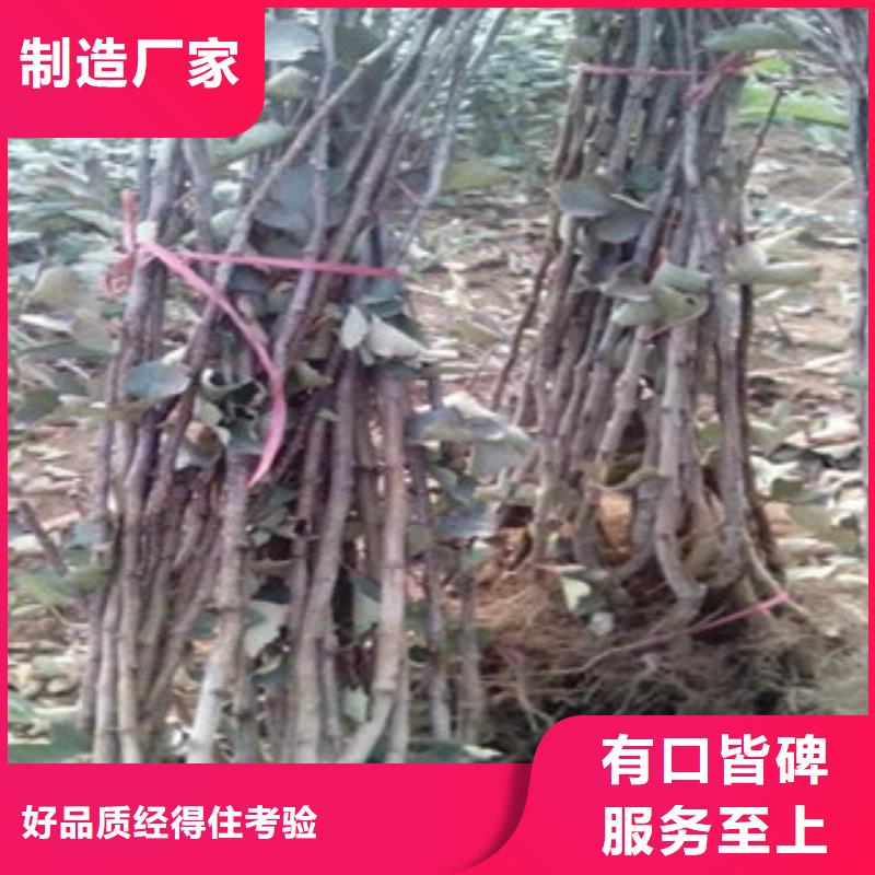 山楂树苗个性化定制