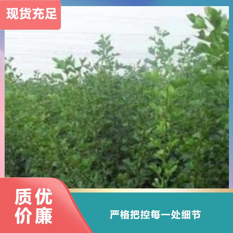 找山楂树苗厂家直销