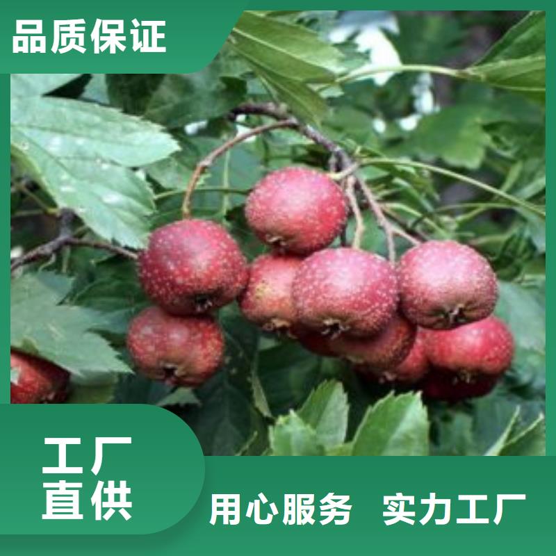 供应批发山楂树苗-全国配送