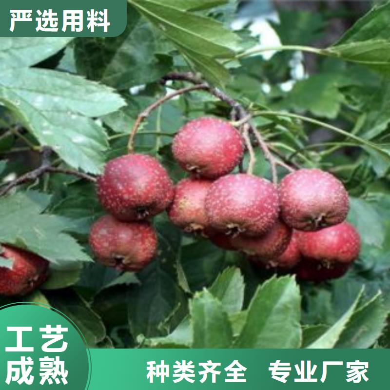 孝感山楂树苗当天出货