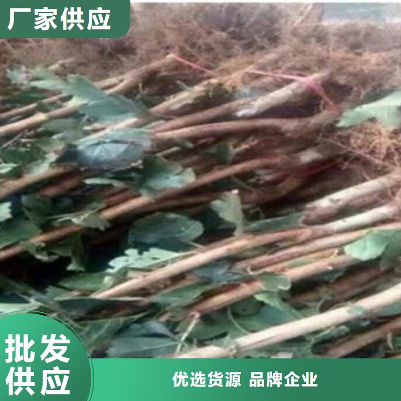 山楂树苗品种多价格低
