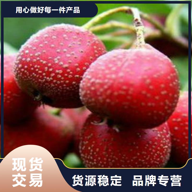 欢迎访问##山楂树苗##厂家