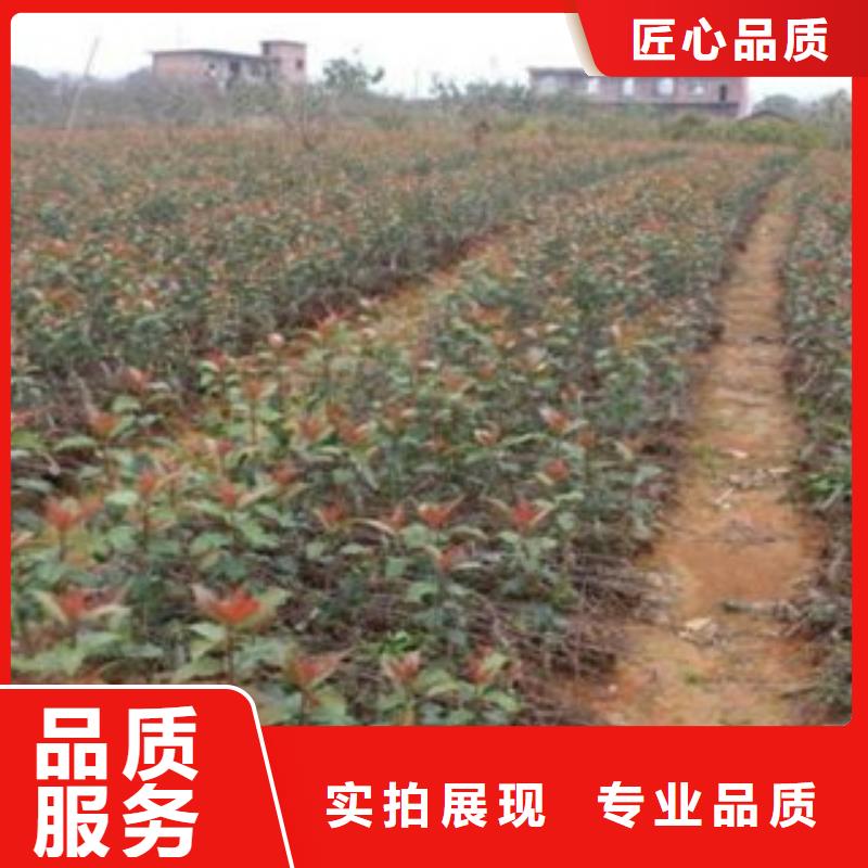 山楂树苗厂家服务完善