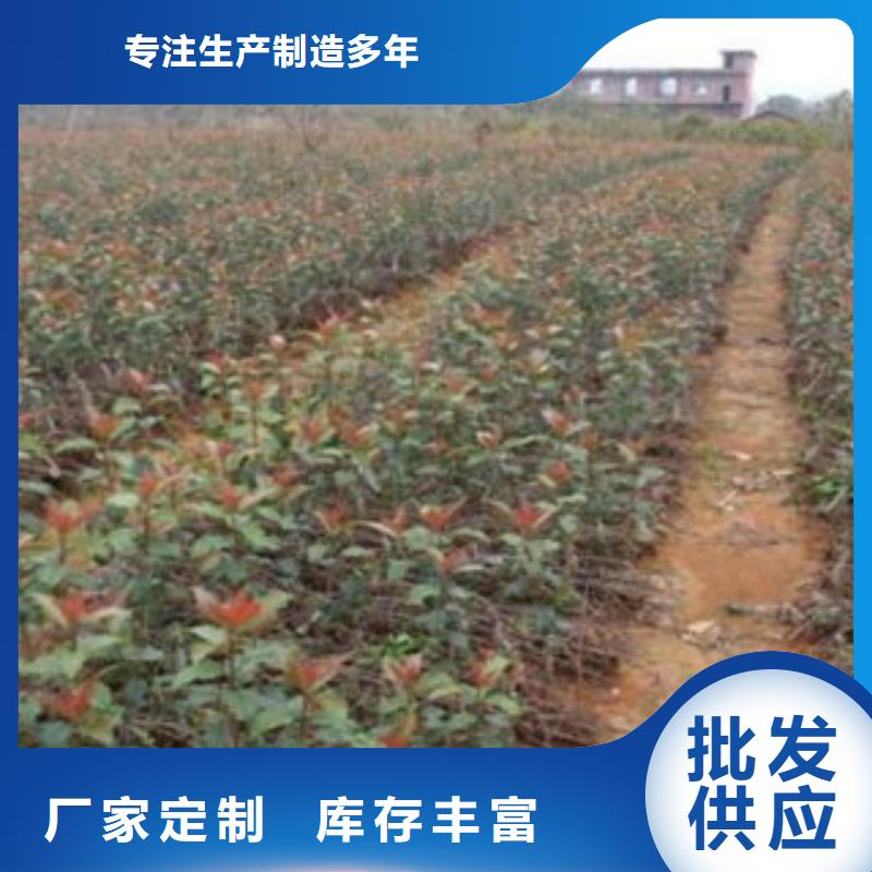 供应批发山楂树苗-全国配送