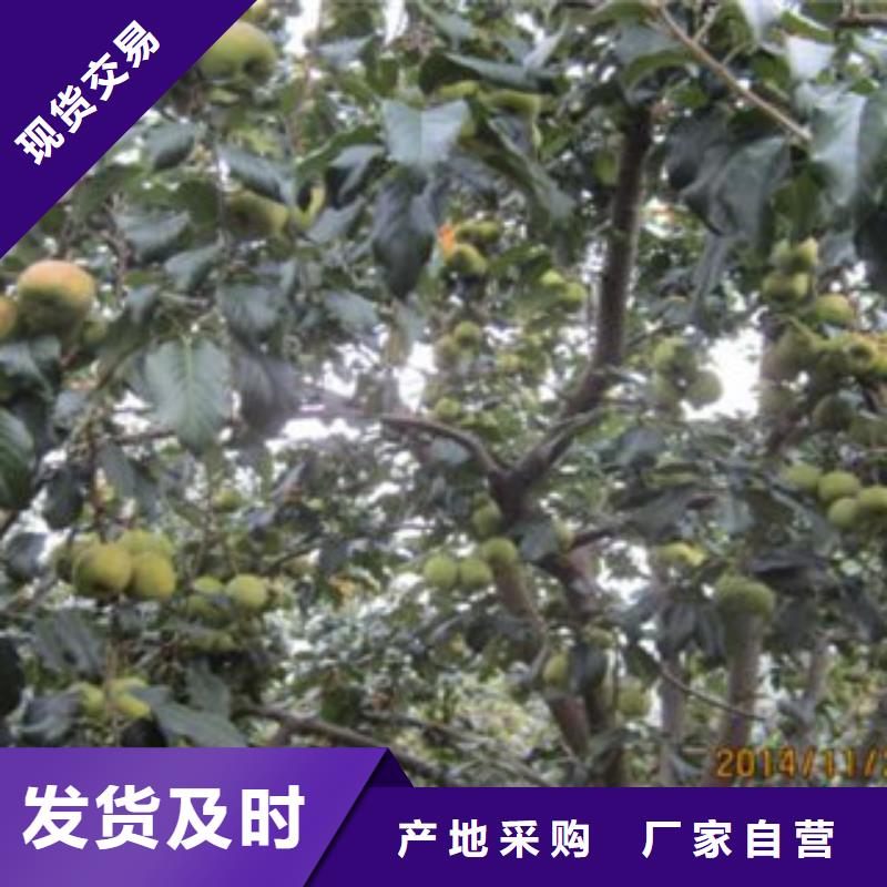 2024当天发货#抚宁山楂树苗#大量库存