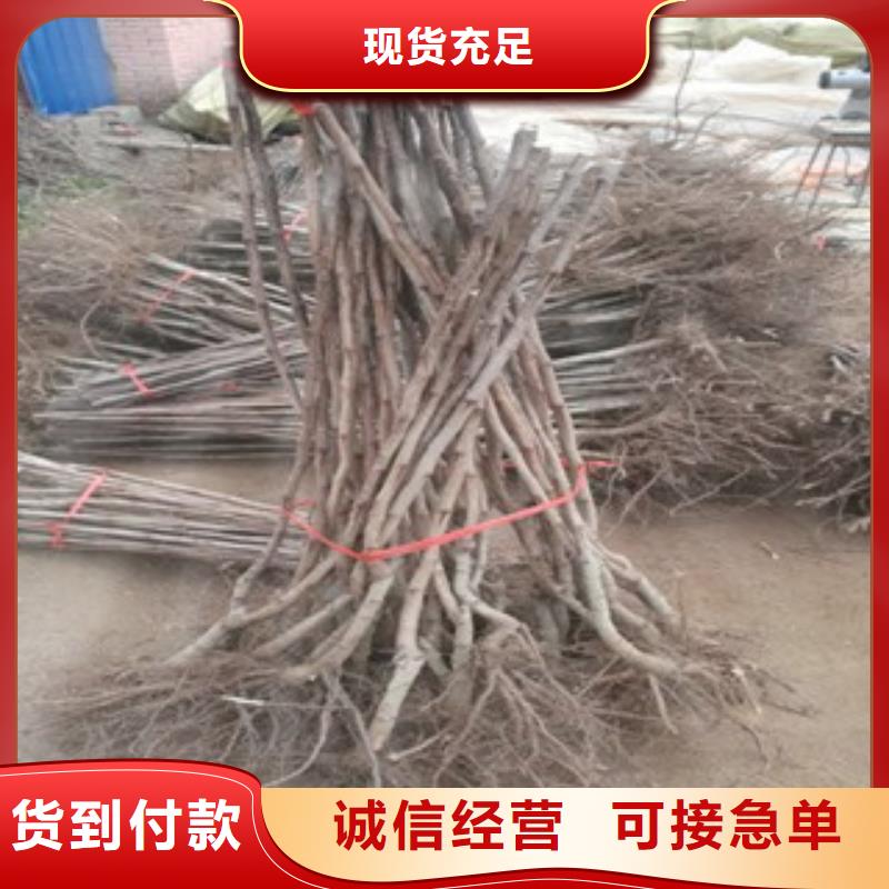 品牌的山楂树苗公司