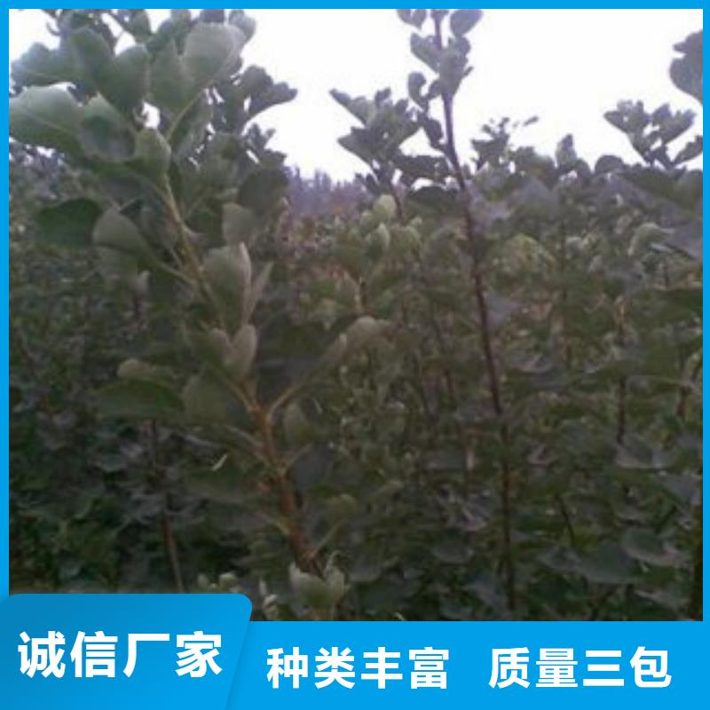 山楂树苗厂家_规格齐全