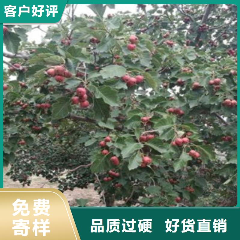 山楂树苗品种多价格低