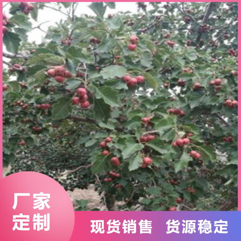 山楂树苗促销等你来
