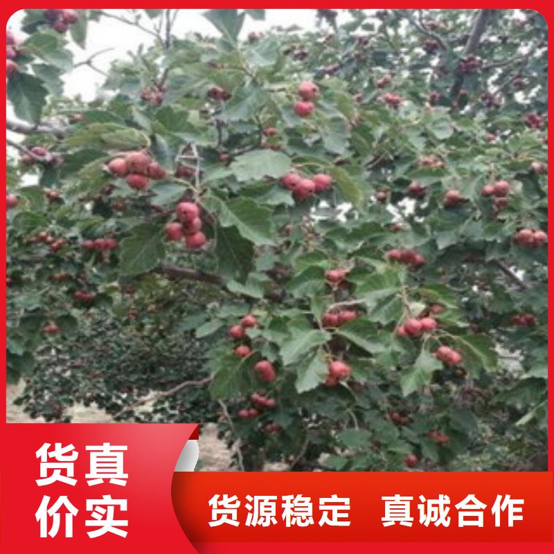 支持定制的山楂树苗基地
