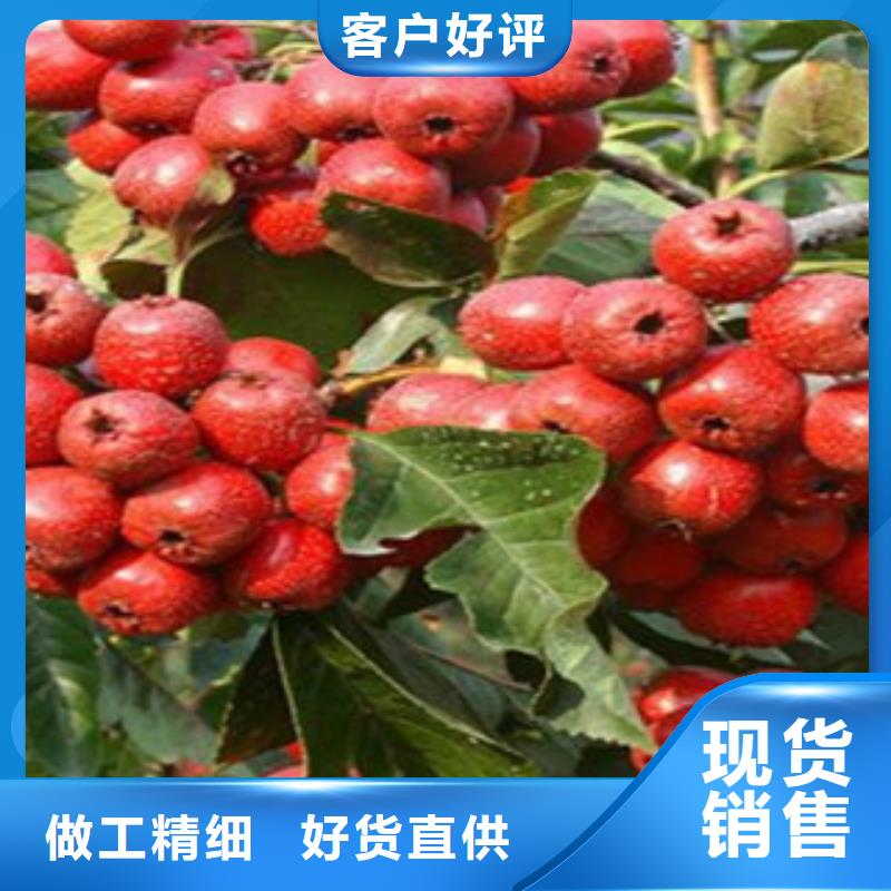 山楂树苗品种多价格低