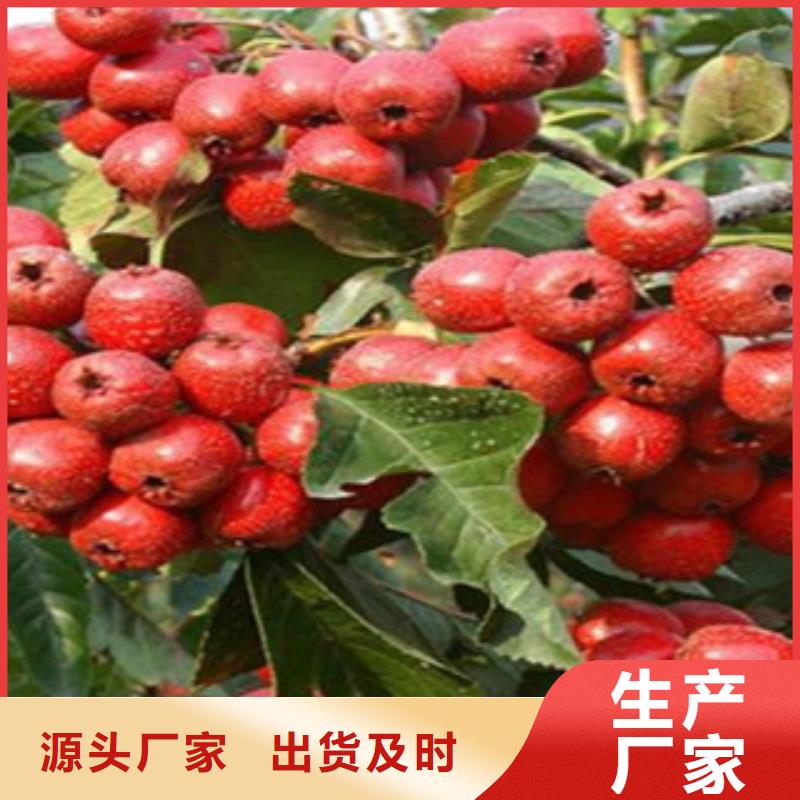 山楂树苗价格含运费