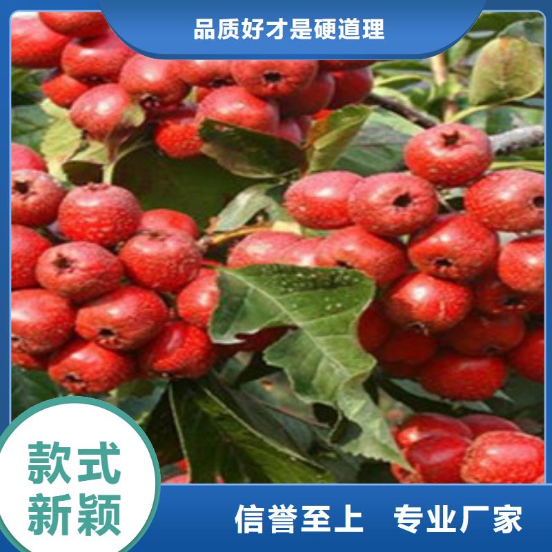 山楂树苗为您节省成本