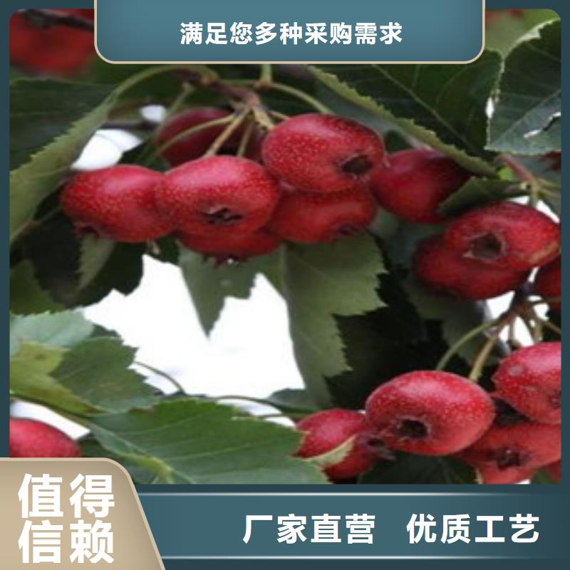 山楂树苗为您节省成本