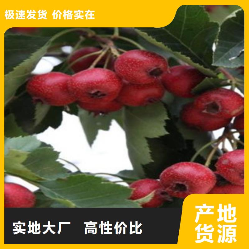 山楂树苗价格含运费