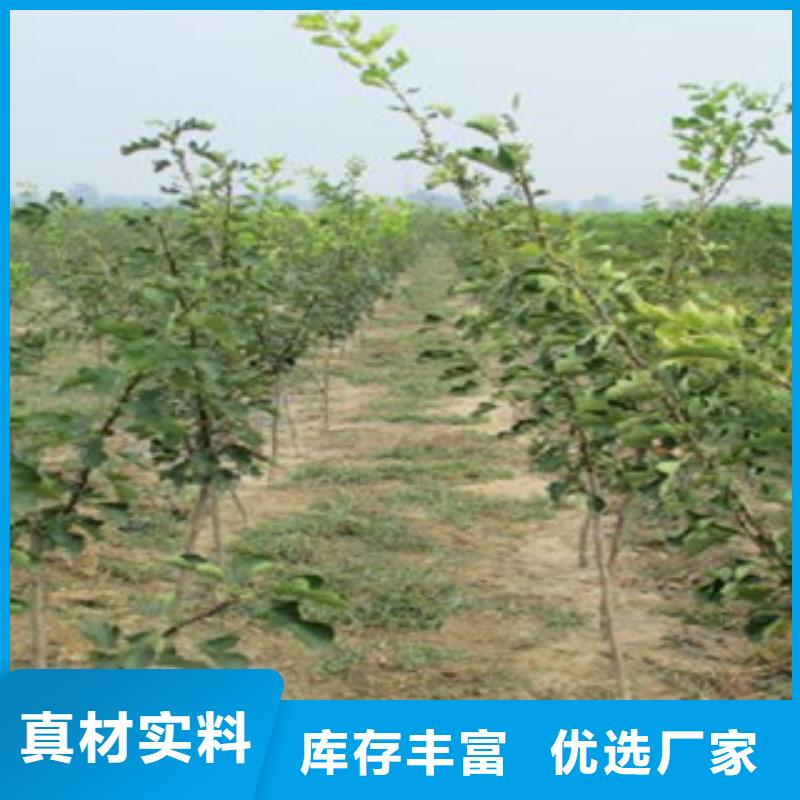 供应山楂树苗_诚信厂家