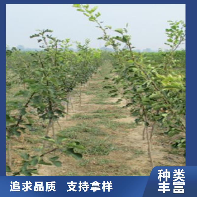 山楂树苗质量好的厂家