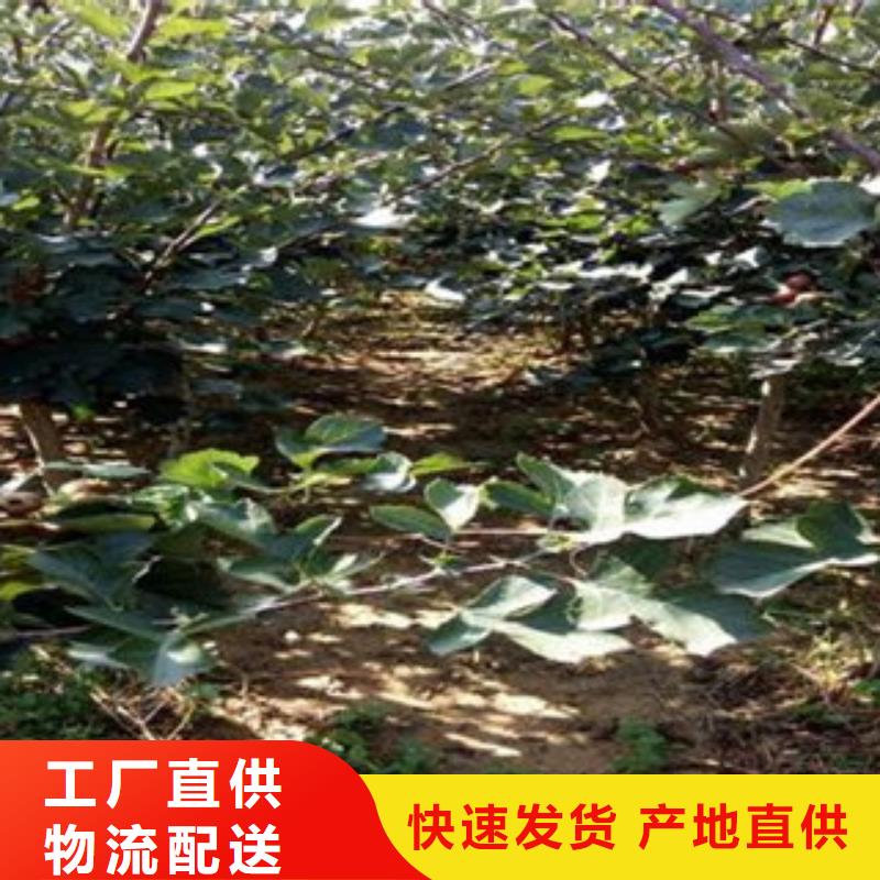 支持定制的山楂树苗基地