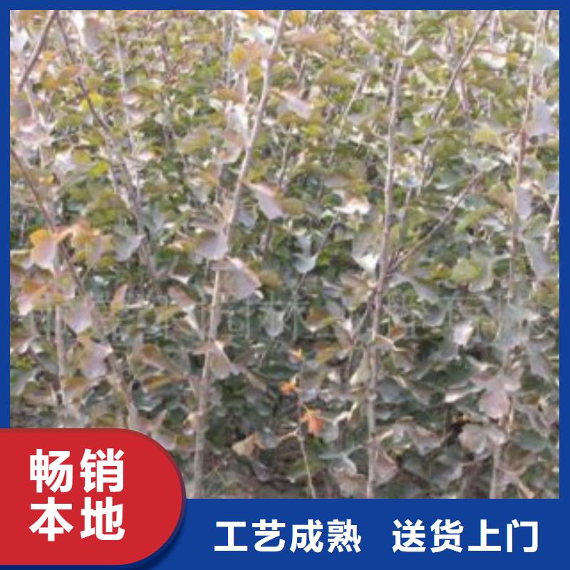 抚宁供应山楂树苗的生产厂家