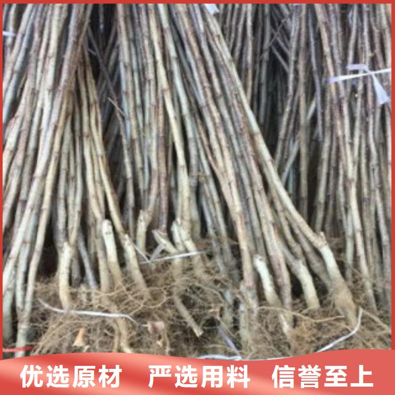 欢迎访问##山楂树苗##厂家