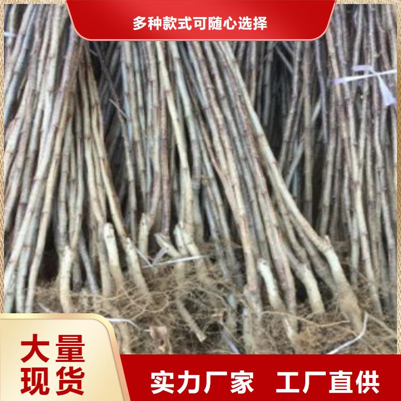 生产山楂树苗_厂家/供应
