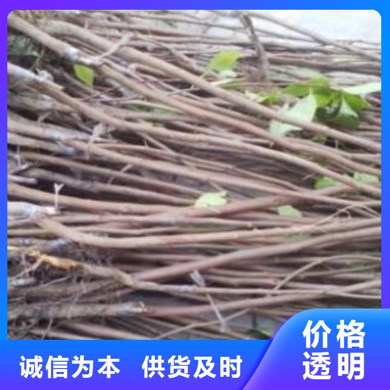 山楂树苗为您节省成本