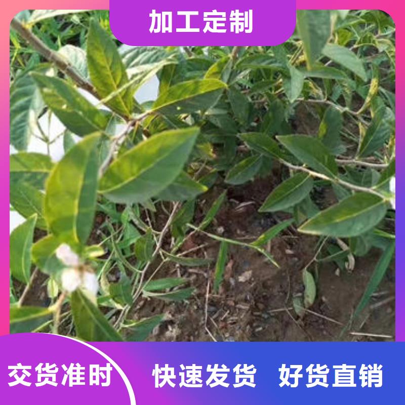 定兴信誉好的钙果树苗