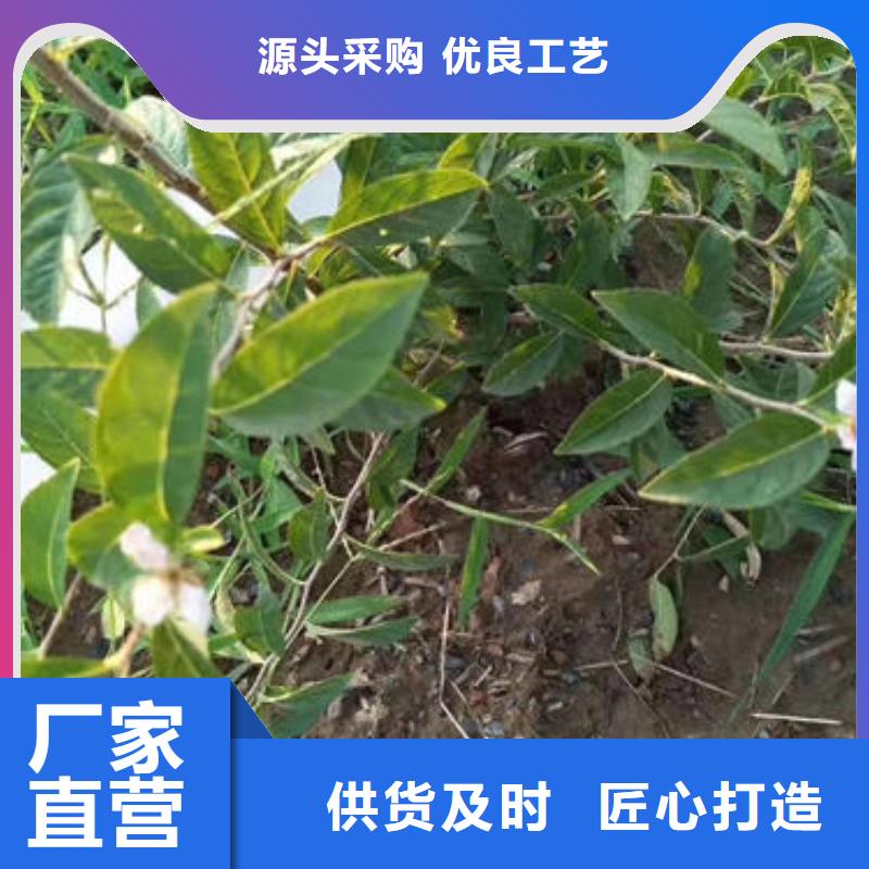 抚宁钙果树苗质量好的厂家