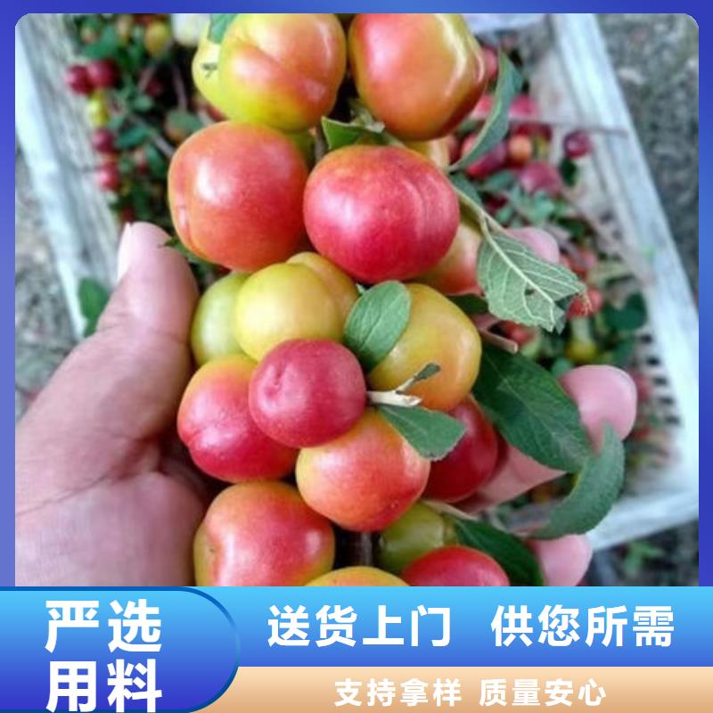 孝感钙果树苗厂家服务完善
