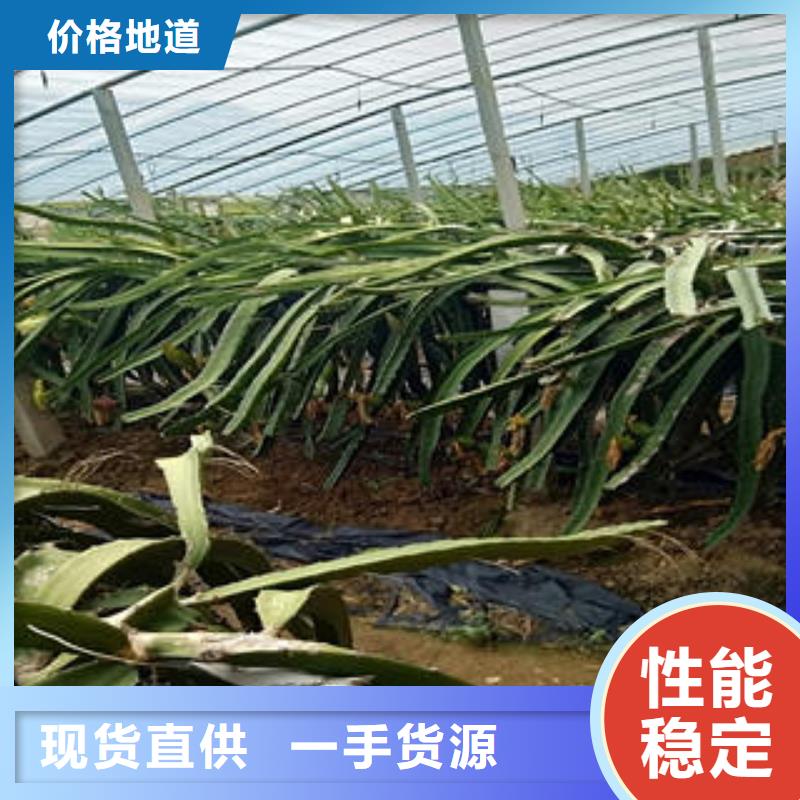 孝感火龙果苗大量现货供应