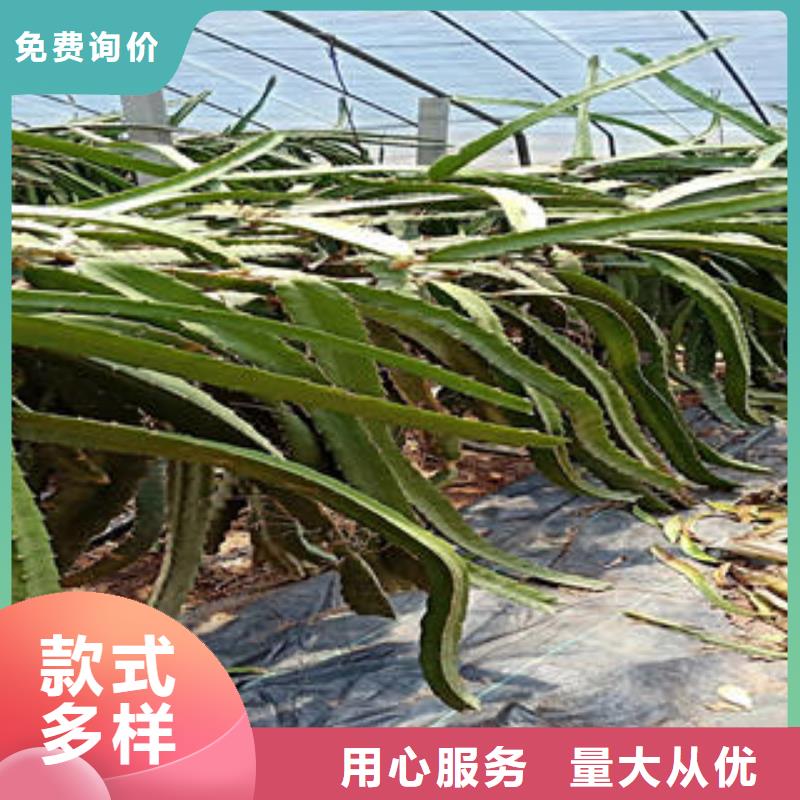 火龙果苗厂家直销-发货及时
