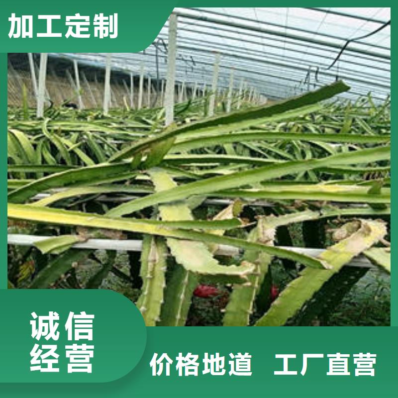 定兴优质火龙果苗的经销商