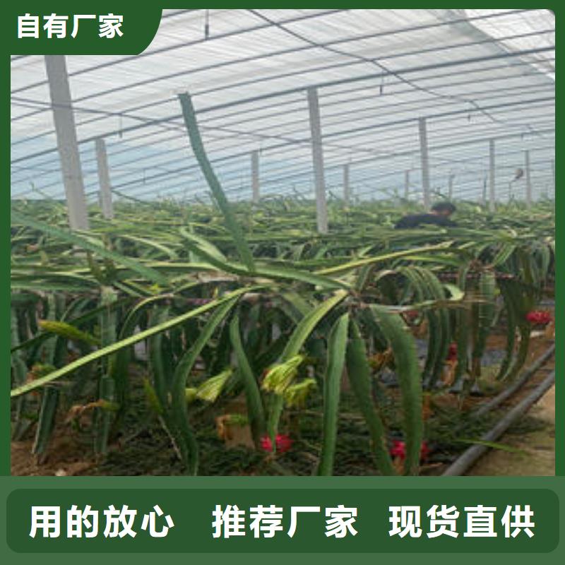 抚宁火龙果苗实体厂家-放心选购
