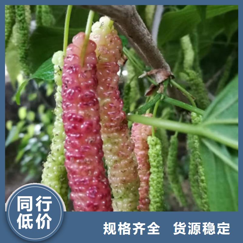 优选：孝感果桑树苗本地厂家