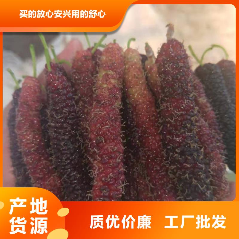 孝感果桑树苗定做价格