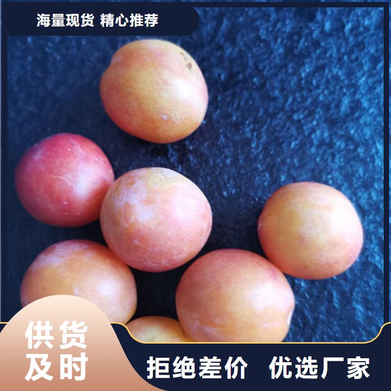 采购李子树苗必看-高性价比