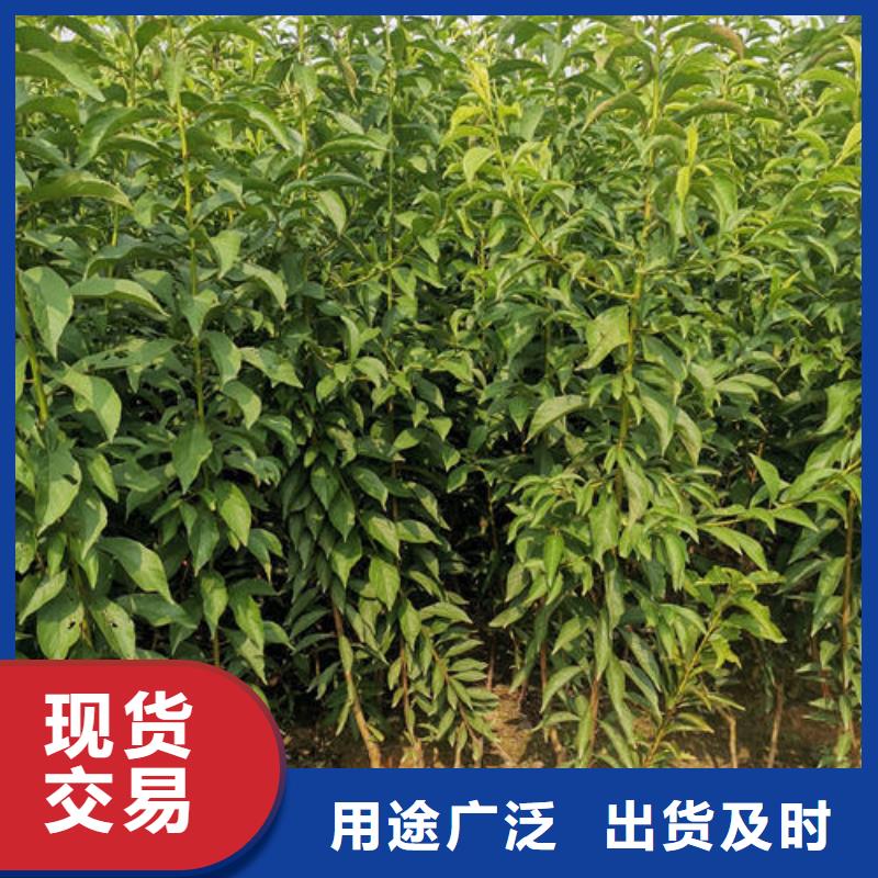 李子树苗厂家-信守承诺