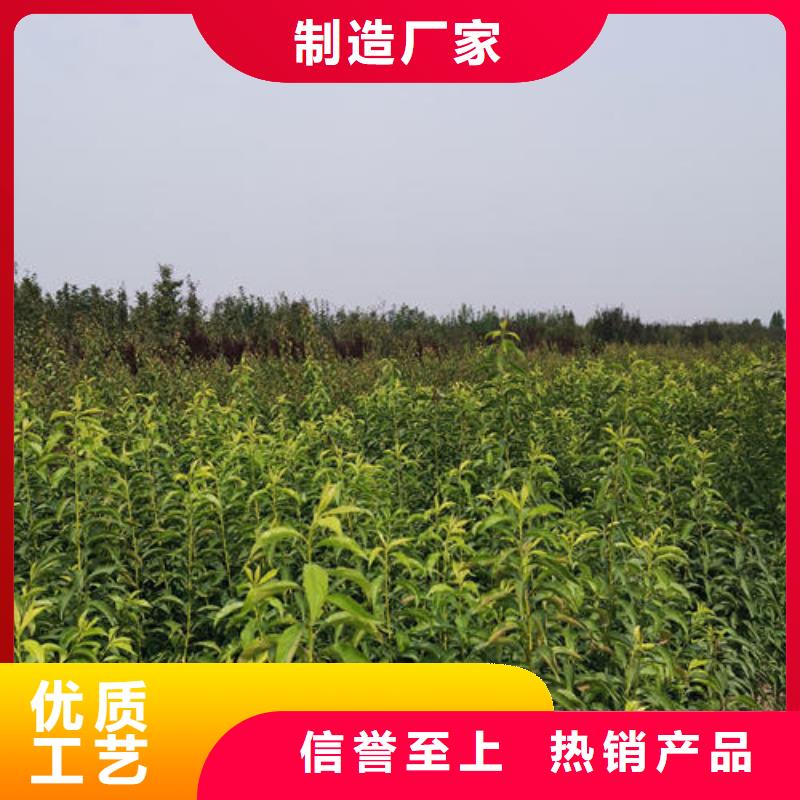 李子树苗-购买省心