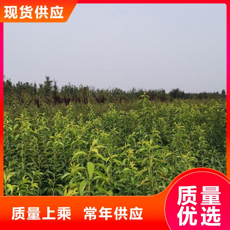 李子树苗生产基地