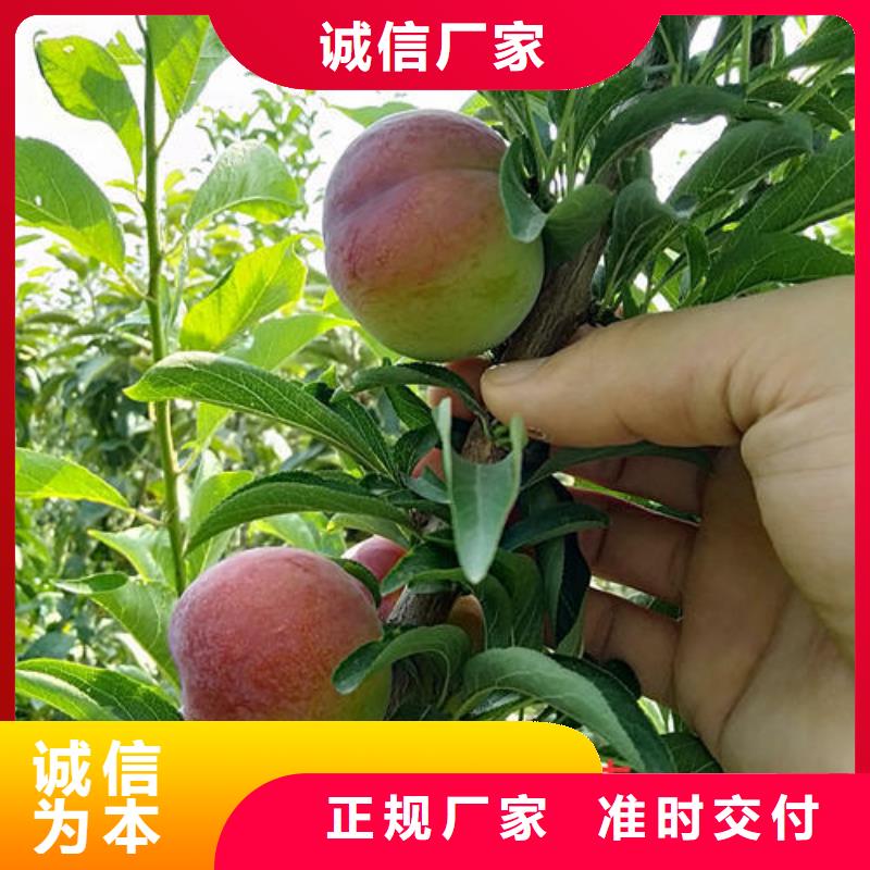 服务周到的李子树苗经销商