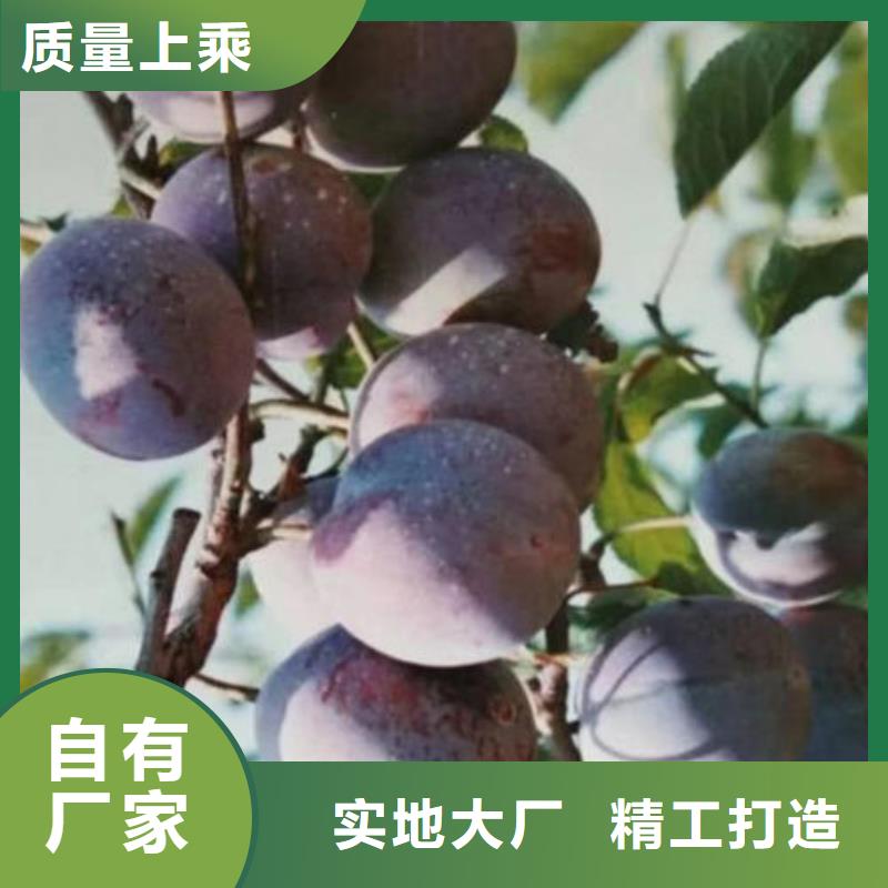 李子树苗-购买省心