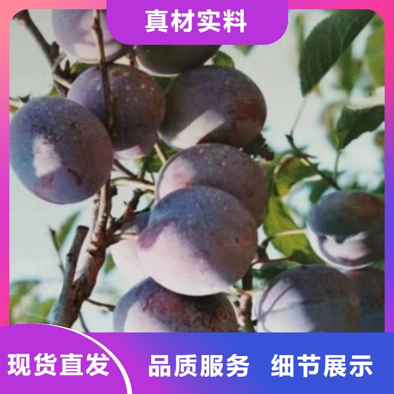 采购李子树苗必看-服务优