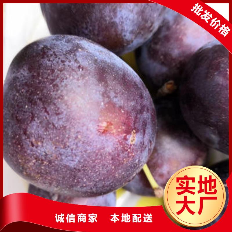 服务周到的李子树苗经销商