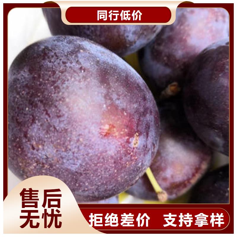 定制李子树苗的生产厂家