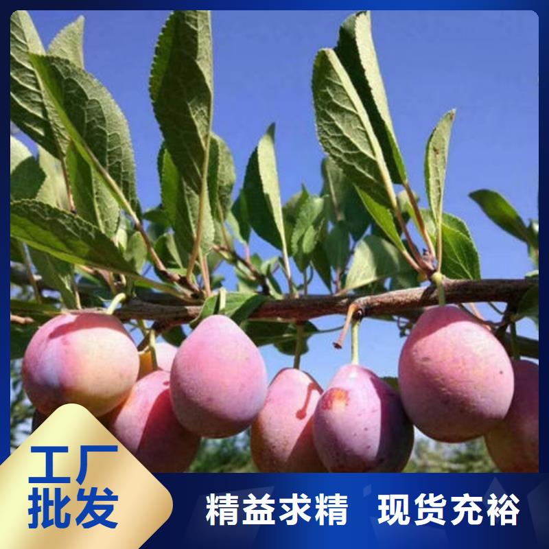 李子树苗-李子树苗高性价比